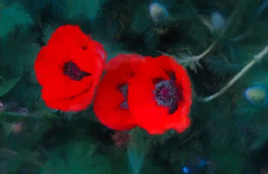 Drei scharlachrote Mohnblumen, 2018